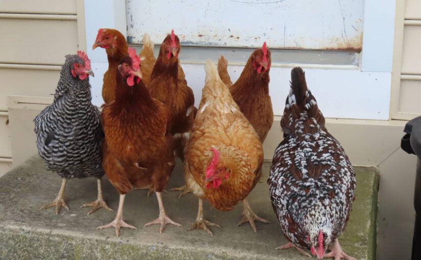 best-chicken-breeds-for-beginners
